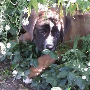 Meet your Posher, Bruce